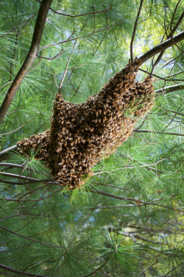 一群蜜蜂悬在树上。图源:科罗拉多大学博尔德分校法勒实验室